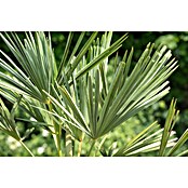 Hanfpalme grüner Topf (Trachycarpus fortunei, Topfgröße: 22 cm) | BAUHAUS