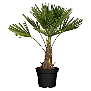 Hanfpalme grüner Topf (Trachycarpus fortunei, Topfgröße: 22 cm)