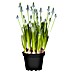 Piardino Frühlingsblumenzwiebeln Traubenhyazinthe 