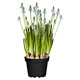 Piardino Frühlingsblumenzwiebeln Traubenhyazinthe (Muscari armeniacum 'Blue Magic', Blau)
