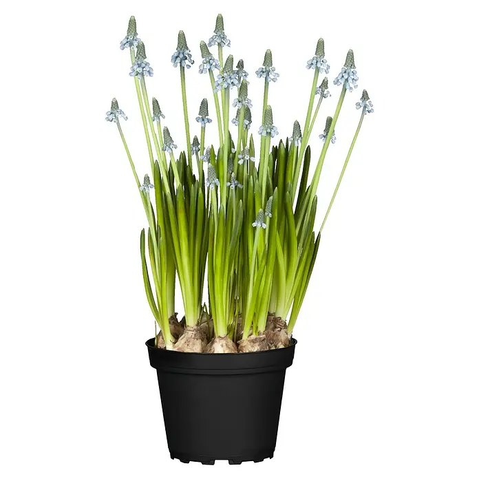 Piardino Frühlingsblumenzwiebeln Traubenhyazinthe - Muscari armeniacum 'Blue Magic', Blau - Nahaufnahme eines Topfes mit blauen Traubenhyazinthen, die üppig und frisch aussehen. Ideal für den Frühling!