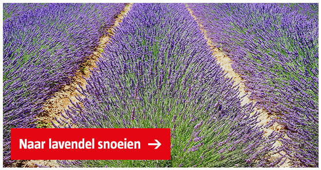lavendel-snoeien-bauhaus