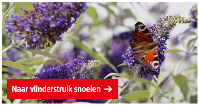 vlinderstruik-snoeien-banner