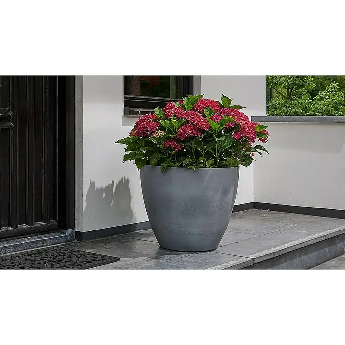 Keter Maceta para planta Betón - Dimensiones externas (Ø x Al): 53 x 50 cm, Material compuesto, Gris - Una maceta grande de color gris llena de exuberantes flores rojas de hortensia, situada sobre una losa de piedra gris frente a una puerta.