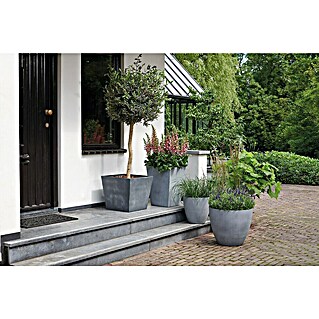 Keter Maceta para planta Betón (L x An x Al: 48 x 48 x 43 cm, Material compuesto, Gris)