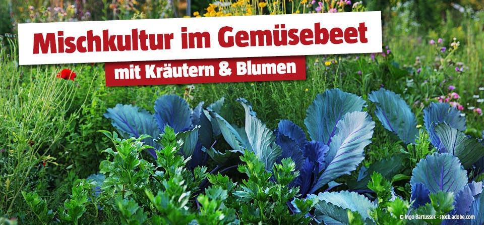 Titelbild zur Seite Mischkultur im Gemüsebeet mit Kräutern & Blumen