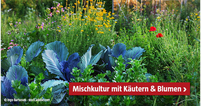 Kräuter & Blumen Mischkultur
