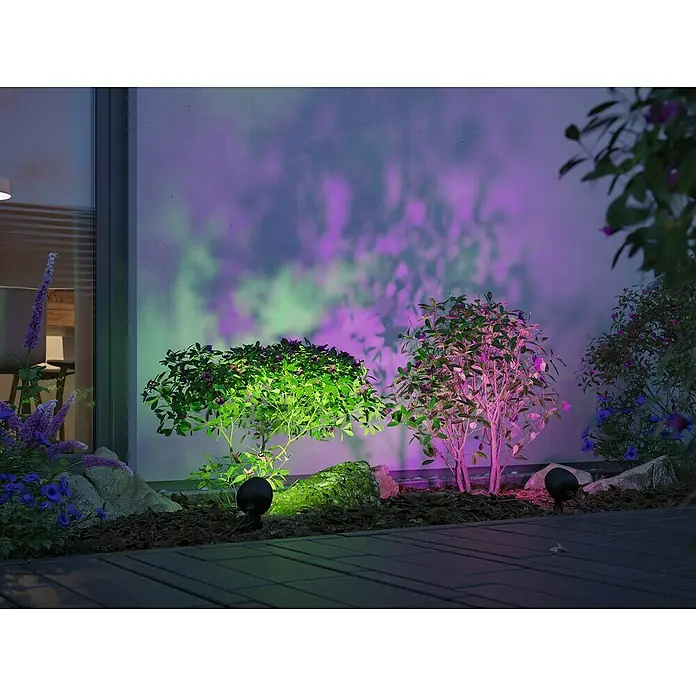 Paulmann Plug & Shine LED-Gartenspot Kikolo - 6,2 W, IP65, RGBW, Anthrazit - Gartenbeleuchtung mit farbigen Strahlern, die Büsche in Grün und Lila beleuchten und eine stimmungsvolle Atmosphäre schaffen.