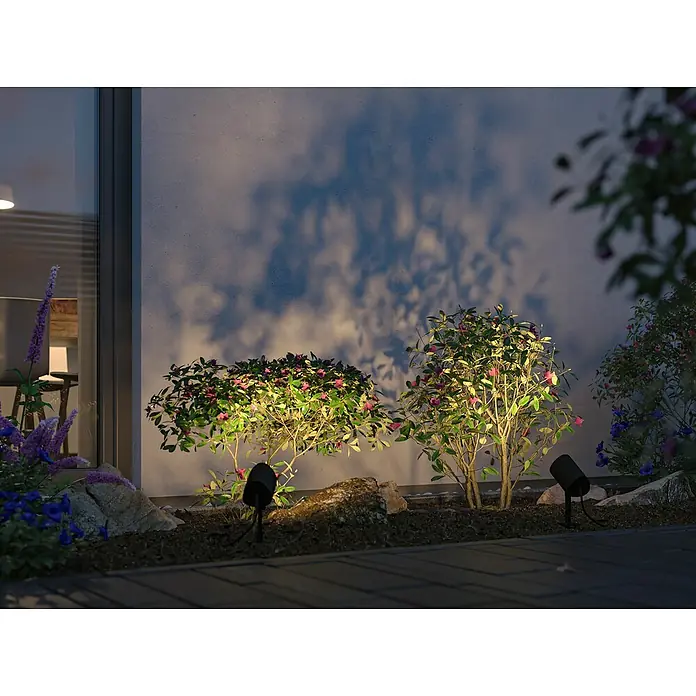 Paulmann Plug & Shine LED-Gartenspot - 6,5 W, IP65, RGBW, Anthrazit - Gartenbeleuchtung in Szene gesetzt: Strahler beleuchten Büsche mit pinkfarbenen Blüten vor einer Hauswand, die einen wunderschönen Schatteneffekt erzeugt.