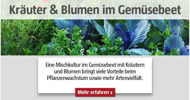 Kräuter und Blumen Mischkultur im Gemüsebeet