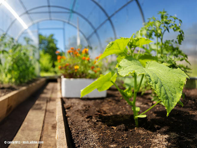 Frau schneidet eine Rispe Tomaten ab im Gewächshaus mit einer Gartenschere