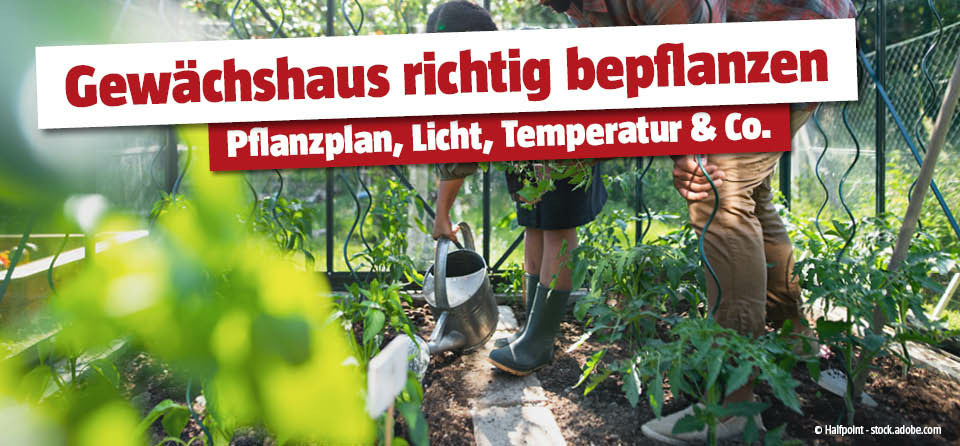 Titelbild zur Seite Gewächshaus bepflanzen