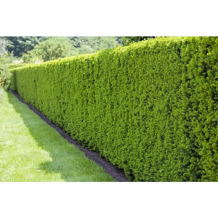 kaktus stehlampe Kaktus-Stehlampe aus Holz