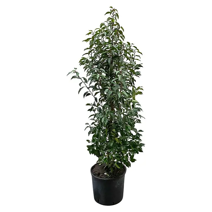 Portugiesische Lorbeerkirsche Angustifolia - Prunus lusitanica 'Angustifolia', Topfgröße: 26 cm, Aktuelle Wuchshöhe: 130 cm - 140 cm - Topfpflanze mit dichtem grünem Laub in einem schwarzen Behälter.