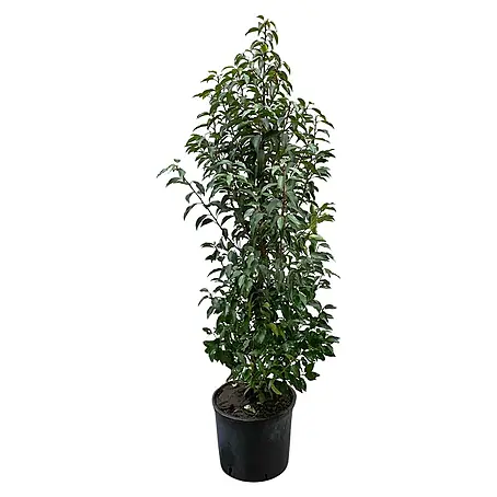 Portugiesische Lorbeerkirsche Angustifolia