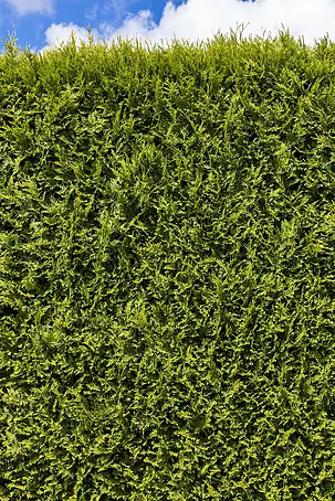 Piardino Lebensbaum Smaragd - 200 cm, Thuja occidentalis 'Smaragd' online  kaufen bei BAUHAUS