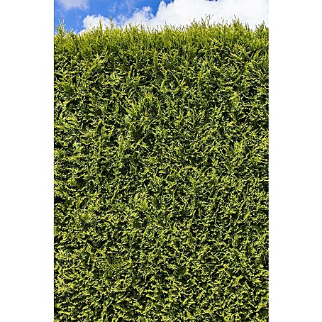kleiner weihnachtsstern mit batterie 3er Set Bicolor LED Sterne Weihnachtsdeko außen main image 0