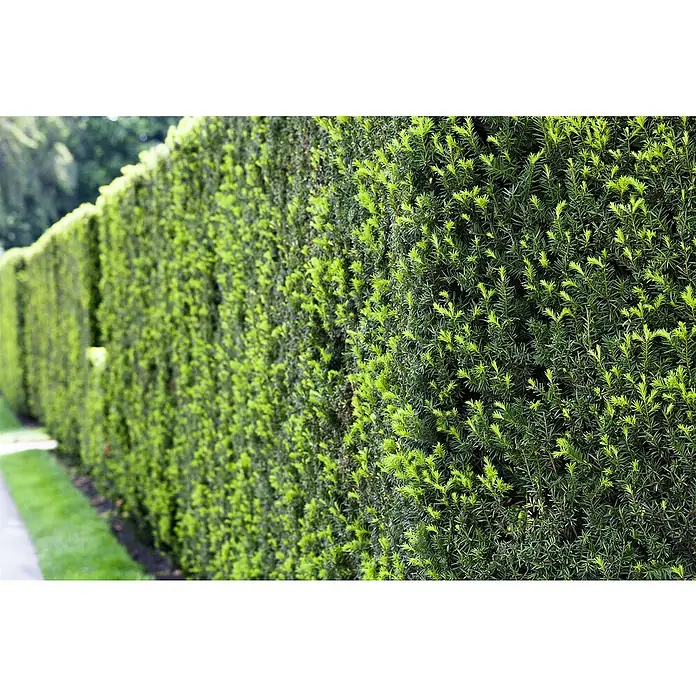 Heimische Eibe - Taxus baccata, Topfgröße: 26 cm, 130 cm - 140 cm - Dichte, grüne Hecke aus Taxus, die als natürliche Grundstücksbegrenzung dient und Privatsphäre bietet.