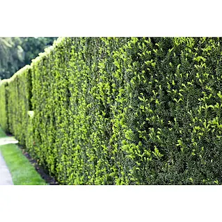 Heimische Eibe - Taxus baccata, Topfgre: 26 cm, 130 cm - 140 cm online  kaufen bei BAUHAUS