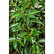 Portugiesische Lorbeerkirsche (Prunus lusitanica 'Angustifolia', Topfgröße: 30 cm, Aktuelle Wuchshöhe: 170 cm - 180 cm) | BAUHAUS