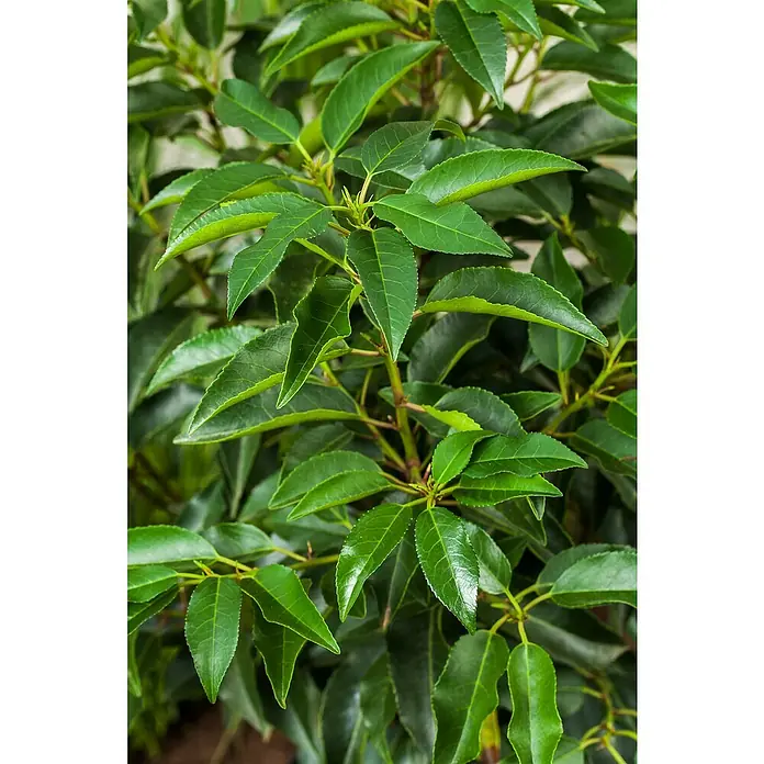 Portugiesische Lorbeerkirsche Angustifolia - Prunus lusitanica 'Angustifolia', Topfgröße: 30 cm, Aktuelle Wuchshöhe: 170 cm - 180 cm - Nahaufnahme einer grünen Heckenpflanze mit glänzenden, spitzen Blättern, die dicht an den Ästen wachsen.