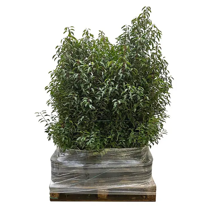 Portugiesische Lorbeerkirsche Angustifolia - Prunus lusitanica 'Angustifolia', Topfgröße: 26 cm, Aktuelle Wuchshöhe: 130 cm - 140 cm - Grüne Blattpflanze, verpackt und auf Holzpalette für den Transport eingeschweißt.