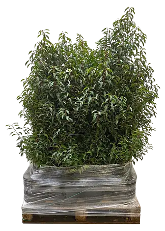 Portugiesische Lorbeerkirsche Angustifolia - Prunus lusitanica  'Angustifolia', Topfgre: 26 cm, Aktuelle Wuchshhe: 130 cm - 140 cm  online kaufen bei BAUHAUS
