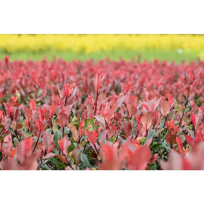 Piardino Glanzmispel Red Robin - 100 cm - 125 cm, Photinia fraseri 'Red Robin', 40 Stk. - Leuchtend rote und grüne Blätterpflanzen, ein Feld füllend.