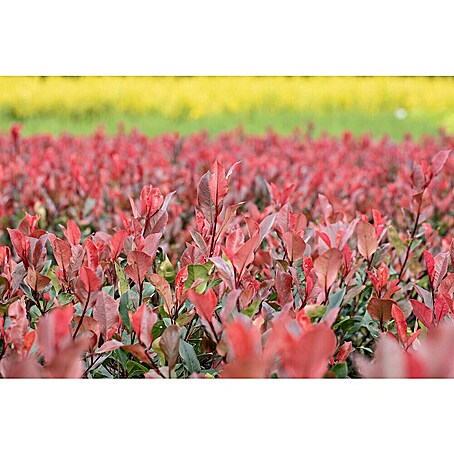 Piardino Glanzmispel Red Robin - 175 cm - 200 cm, Photinia fraseri 'Red  Robin', 9 Stk. online kaufen bei BAUHAUS