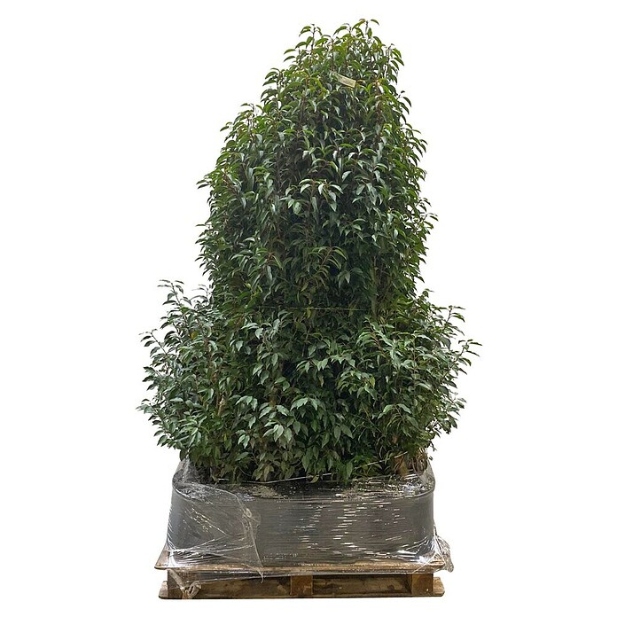 Portugiesische Lorbeerkirsche (Prunus lusitanica 'Angustifolia', Topfgröße: 30 cm, Aktuelle Wuchshöhe: 170 cm - 180 cm) | BAUHAUS