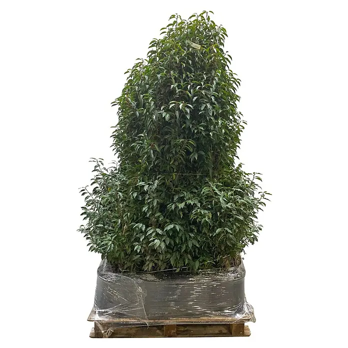 Portugiesische Lorbeerkirsche Angustifolia - Prunus lusitanica 'Angustifolia', Topfgröße: 30 cm, Aktuelle Wuchshöhe: 170 cm - 180 cm - Hohe grüne Laubpflanze in einem folienverpackten Behälter auf einer Holzpalette.