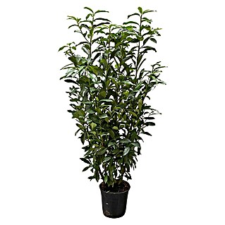 Kirschlorbeer (Prunus laurocerasus 'Genolia', Topfgröße: 30 cm, Aktuelle Wuchshöhe: 170 cm - 180 cm)