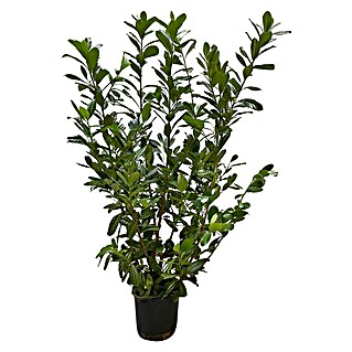 Kirschlorbeer (Prunus laurocerasus 'Novita', Topfgröße: 30 cm, Aktuelle Wuchshöhe: 170 cm - 180 cm)