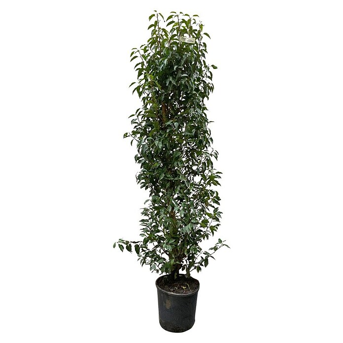Portugiesische Lorbeerkirsche (Prunus lusitanica 'Angustifolia', Topfgröße: 30 cm, Aktuelle Wuchshöhe: 170 cm - 180 cm) | BAUHAUS