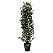 Portugiesische Lorbeerkirsche (Prunus lusitanica 'Angustifolia', Topfgröße: 30 cm, Aktuelle Wuchshöhe: 170 cm - 180 cm) | BAUHAUS