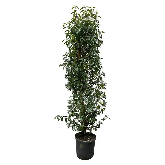 Portugiesische Lorbeerkirsche Angustifolia - Prunus lusitanica 'Angustifolia', Topfgröße: 30 cm, Aktuelle Wuchshöhe: 170 cm - 180 cm - Hohe, schlanke grüne Topfpflanze in einem dunklen Topf.