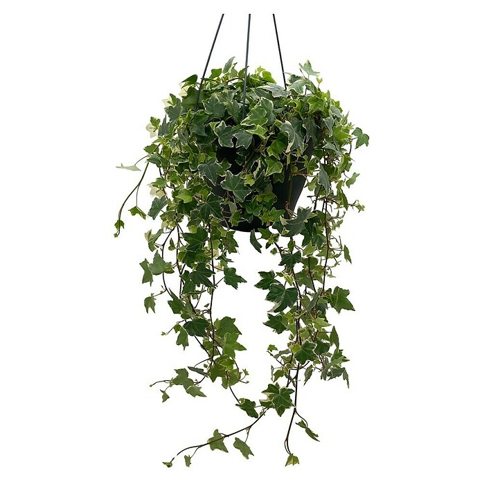 Piardino Blumenampel Mix (Verschiedene Sorten, Topfgröße: 19 cm, null) | BAUHAUS