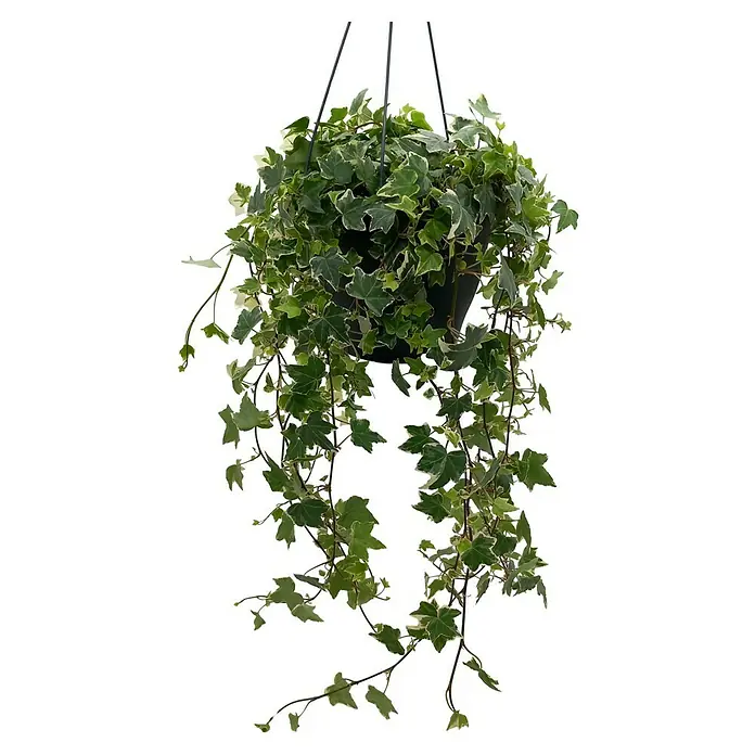 Piardino Zimmerpflanzen-Mix Mix - Verschiedene Ausführungen, Topfgröße: 19 cm - Hänge-Efeupflanze mit grün-weiß panaschierten Blättern in dunklem Topf.