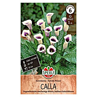 Sperli Bloembollen (Zantedeschia x Hybrida, Verschillende kleuren)