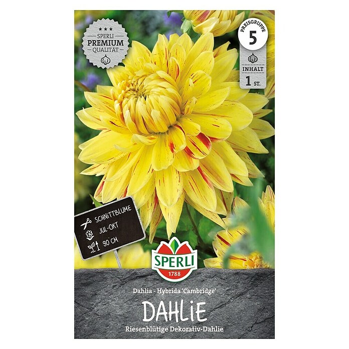 Sperli Bloembollen Cambridge (Dahlia x Hybrida, Geel) | BAUHAUS