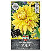 Sperli Bloembollen Cambridge (Dahlia x Hybrida, Geel) | BAUHAUS