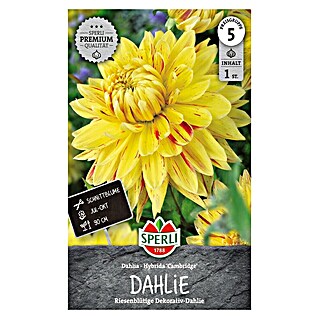Sperli Bloembollen Cambridge (Dahlia x Hybrida, Geel)