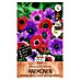 Sperli Bloembollen De Caen 