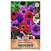 Sperli Bloembollen De Caen (Anemone coronaria, Verschillende kleuren) | BAUHAUS