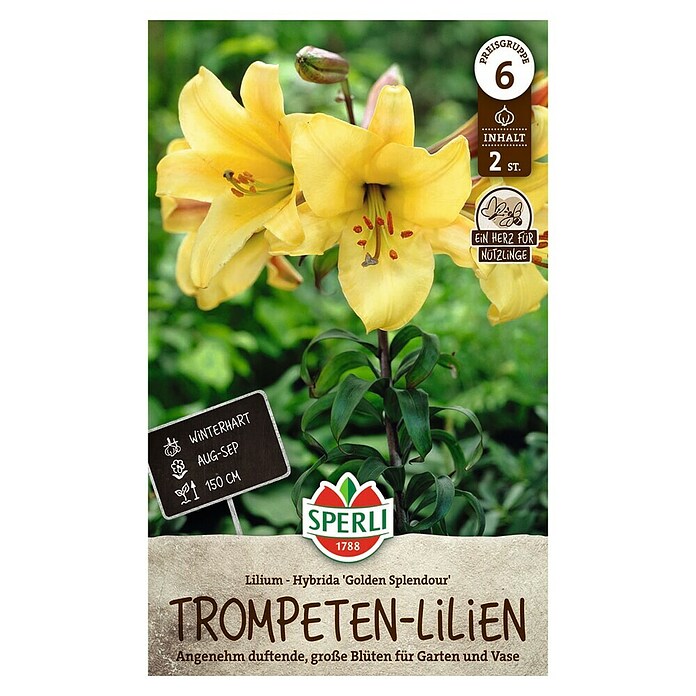 Sperli Bloembollen (Lilium x Hybrida, Geel) | BAUHAUS