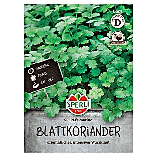 Sperli Kruidenzaad (Coriandrum sativum)
