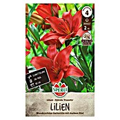 Sperli Bloembollen (Lilium x Hybrida, Rood) | BAUHAUS