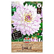 Sperli Bloembollen (Dahlia x Hybrida, Verschillende kleuren) | BAUHAUS
