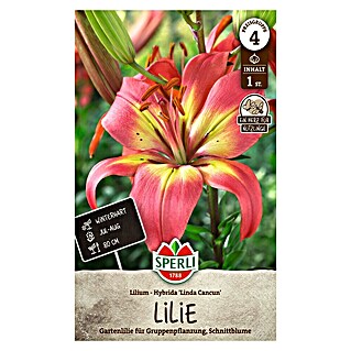 Sperli Bloembollen Linda Cancun (Lilium x Hybrida, Verschillende kleuren)