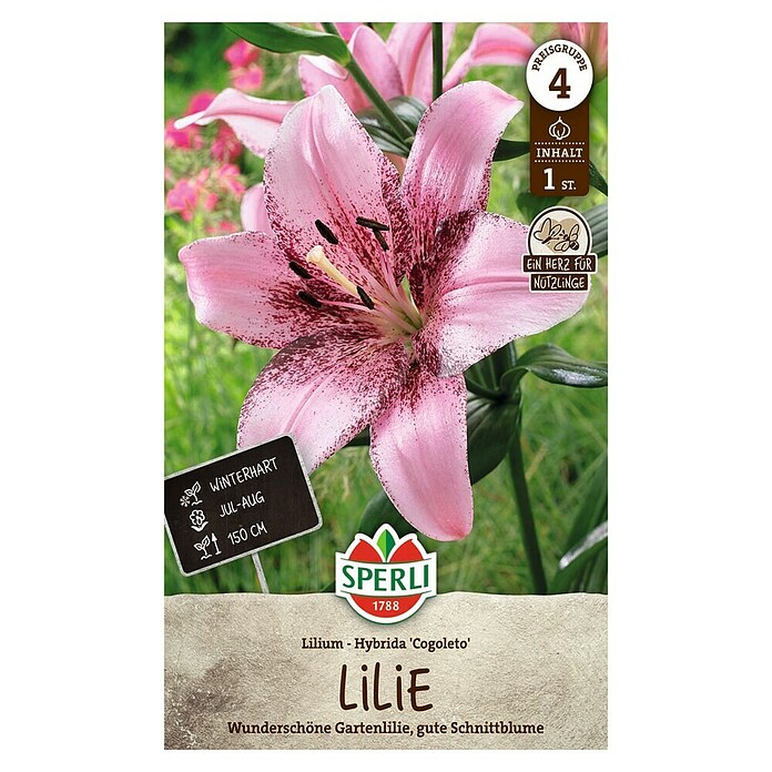 Sperli Bloembollen (Lilium x Hybrida, Roze) | BAUHAUS
